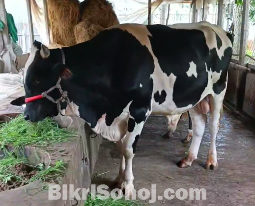 কোরবানীর জন্য ফ্রিজিয়ান জাতের ষাড় গরূ